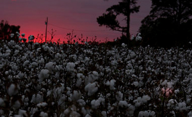 cotton field at sunset