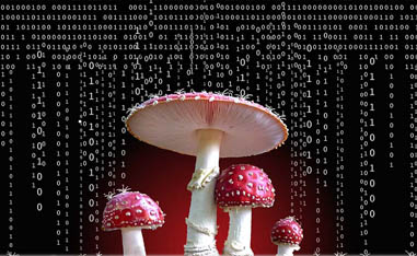 giant mushrooms with computer code above